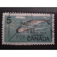 Канада 1968 нарвал