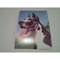 Карточка 2003 собаки